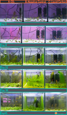Progress of the experimental tanks for 45 days. Left to right: with CO2 injection, without additional CO2, with liquid carbon.