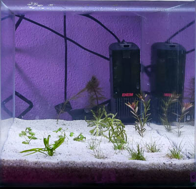 Day 3 - Aquarium C with liquid carbon
