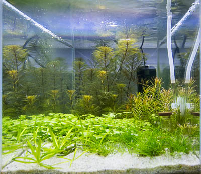 Day 45 - Aquarium A with CO2 injection