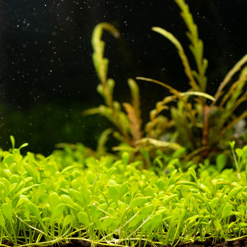 Aquarium Plants